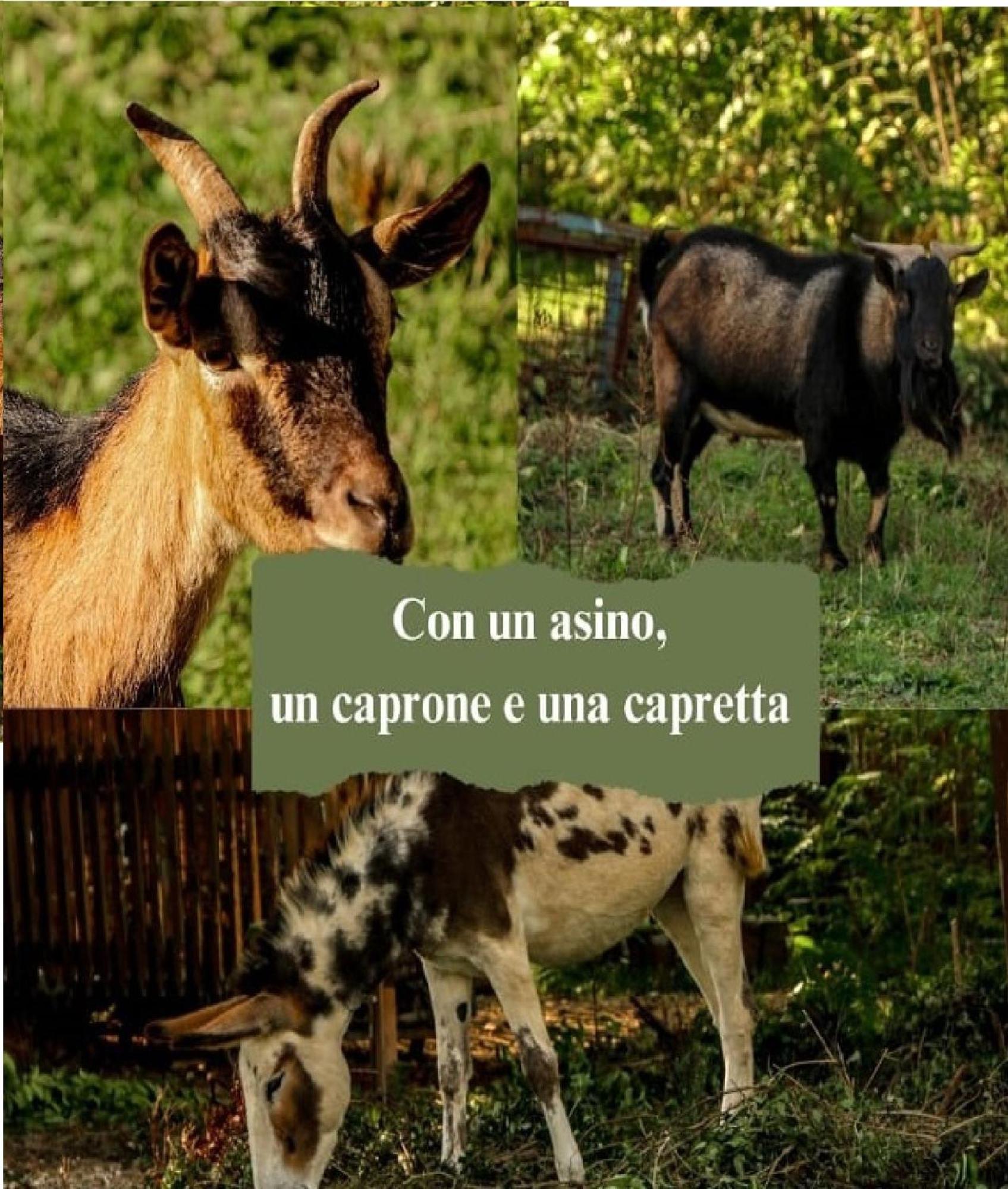 Le Cerque